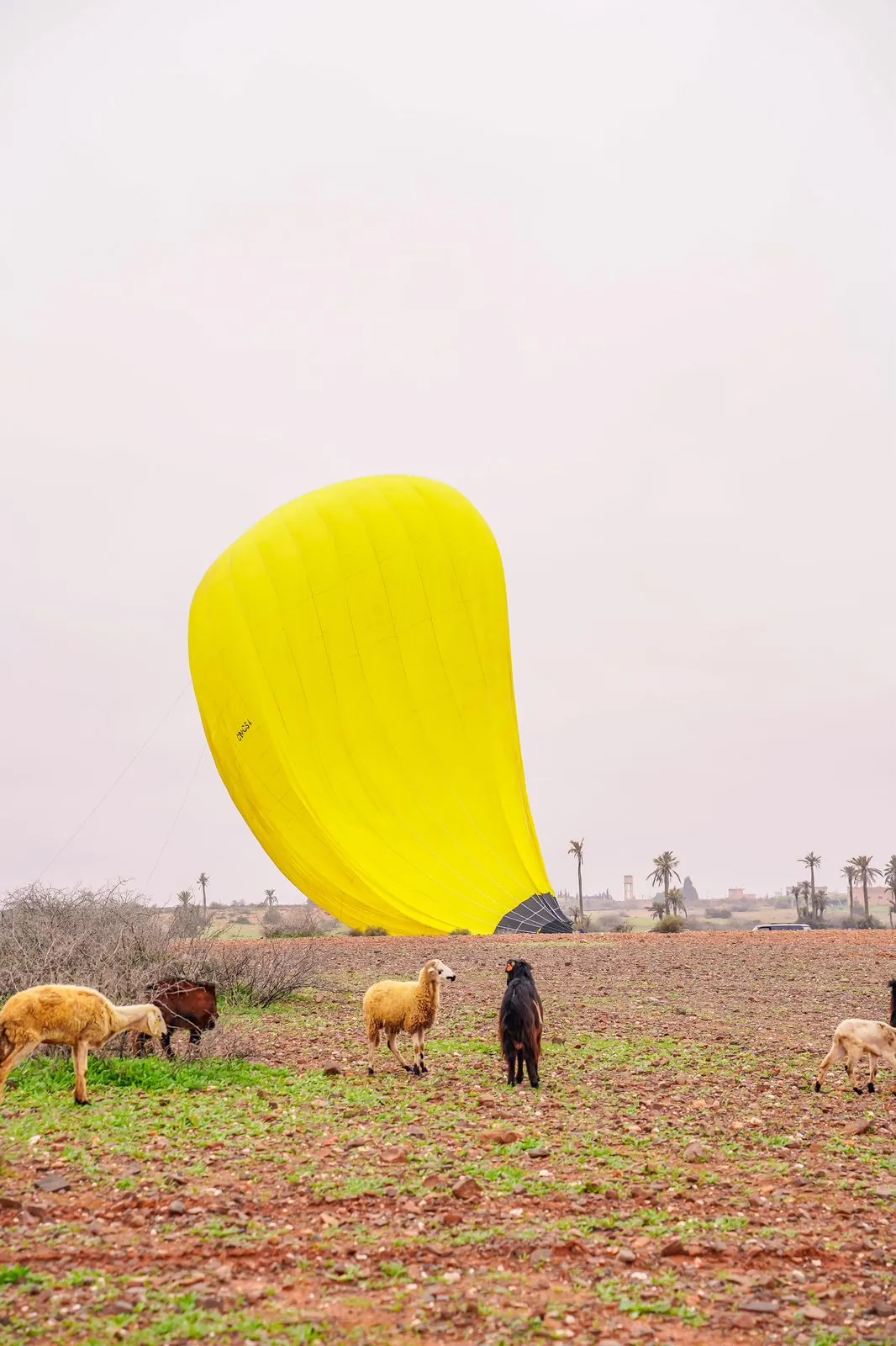 Atterrissage d'une montgolfière dans un champ près de Marrakech