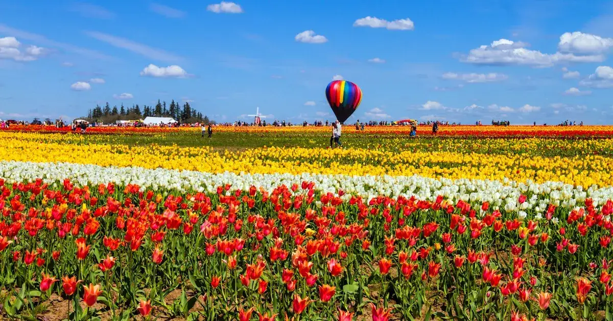 How to Take Stunning Photos from a Hot Air Balloon in Marrakech